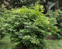 Image result for Artabotrys modestus