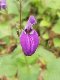 Image result for Brillantaisia oligantha