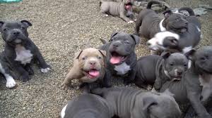 Pure quality american bully puppies pocket size | booking open with all over india delivery new video eyna's morning walk very. Puppie American Bully Pocket 2017 Youtube