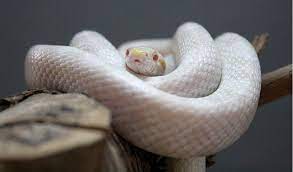 Albino Animals Corn Snake Australian Geographic Corn Snake Albino Animals Albino