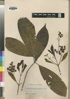 Image result for Corynanthe