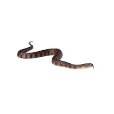 What Type Of Snakes Live In Louisiana Dugas Pest Control