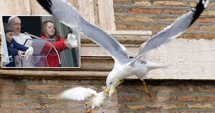 Pope Francis doves attacked: Pictures ...