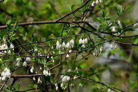 We did not find results for: 5 Flowering Trees To Be On The Lookout For This Spring The Bama Buzz