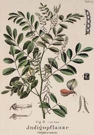 Focusing On The Colour Indigo The Lifeblood Of Jeans This Distinctive Blue Comes From The Indigo Dye Extracted Plant Illustration Plant Drawing Indigo Plant