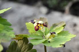 Image result for Isopyrum nipponicum