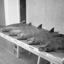 Maybe you would like to learn more about one of these? Pdf Conservation Of The Vaquita Phocoena Sinus