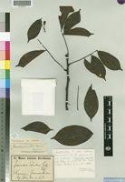 Image result for Rourea thomsonii