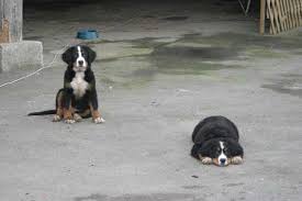 Der berner sennenhund ist der beliebteste unter den heute noch existierenden vier schweizer sennenhunden. Berner Sennenhund Welpen Suchen Zuhause Hundewelt At
