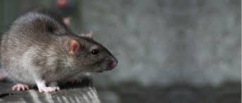 If you have questions about your routine service or are experiencing a pest control problem, please call. Pest Control London Best Local Exterminators