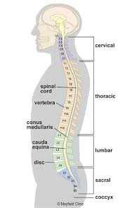 It provides a basic framework in form of skeleton on which everything is else is laid on and anchored to. Illustration Sideview Head Torso With Vertebrae And 5 Regions Of Spine Labeled Human Spine Body Anatomy Human Anatomy And Physiology