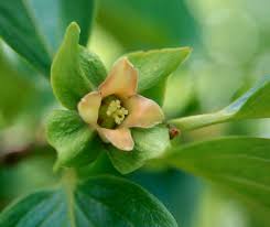 Image result for Diospyros