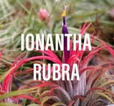 Tillandsia ionantha air plant species identification. Ionantha Rubra The Rare Tiny Air Plant Gardening Brain