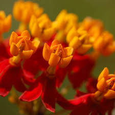 Which flowers mean love, hope, healing, and good luck? Flowers That Symbolize Remembrance A To Z Flowers