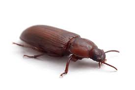 Our job is to stop this from happening. Pest Control Service Trinity Fl Primescape Services