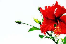 Find the perfect bunga raya stock photos and editorial news pictures from getty images. Bunga Raya Sharpnblur Flickr