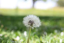 Free Image On Pixabay Dandelion Flower Nature Grass Flowers Dandelion Flower Dandelion