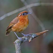 Brazil Birding Experts - 🇺🇸🇬🇧 Ceara Gnateater 🔬Conopophaga cearae 🇧🇷 chupa-dente-do-nordeste An endemic Gnateater restricted to Northeastern Brazil. A recent split from Rufous Gnateater. This little guy is frequently seen in areas