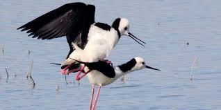 Salah satu isi deklarasi adalah kesepakatan membentuk forum daerah peduli danau nusantara. September Festival Pesona Danau Limboto Digelar Di Gorontalo