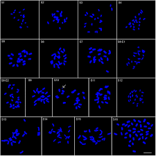 Image result for Pimpinella buchananii