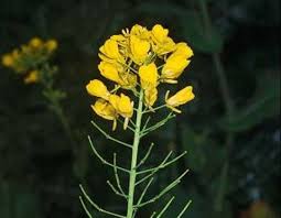 Image result for Brassica rapa