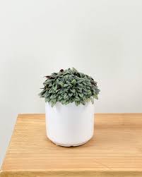 Image result for Peponium sp. A