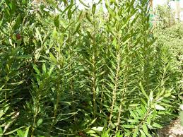 Several can be trimmed into a hedge or it can be mixed with other evergreens to create an informal screen. Evergreen Hedges Sound Native Plants