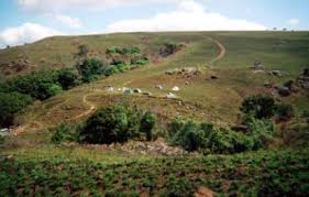 Image result for Kotschya aeschynomenoides