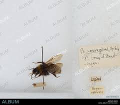 Image result for Bombus norvegicus