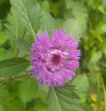 [click the audio icon to hear the pronunciation of english. Indahnya Bunga Tanaman Liar 2 The Beauty Of Wild Flower Plants Steemit