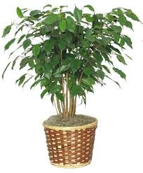 Image result for ficus benjamina en casa