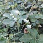 Image result for Lagenaria sphaerica