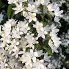 Narrow the list by choosing characteristics that match your unknown plant or search for plants by name. 1