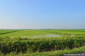 Posted by semalam on may 09, 2012. Sawah Padi Di Kedah Xplorasi Destinasi