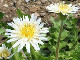 Taraxacum Coreanum Korean Dandelion World Of Flowering Plants Plants Taraxacum Planting Flowers