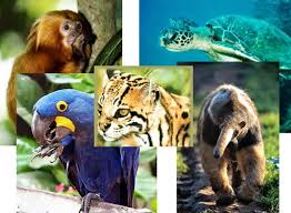 Resultado de imagem para ANIMAIS DO BRASIL