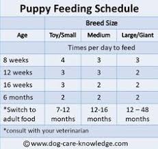 13 best puppy feeding schedule images in 2019 dog care