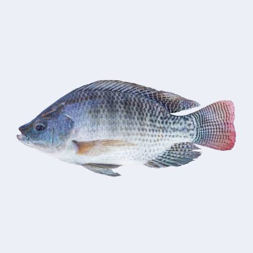 তেলাপিয়া মাছ