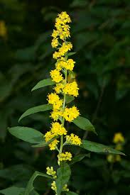 Image result for Solidago