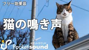 フリー効果音】猫の鳴き声特集：ポケットサウンド【子猫/成猫】 - YouTube