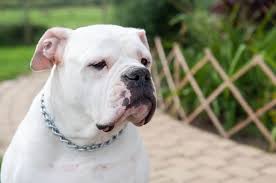 Search through thousands of dogs for sale and puppies for sale adverts near me in the usa and europe at animalssale.com. American Bulldog Smart And Sensitive Vitalplanet Com