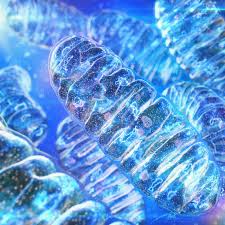 Https Www Behance Net Gallery 62236581 Mitochondria Biology Art Mitochondria Eukaryotic Cell