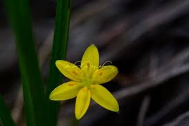 Image result for Hypoxis kilimanjarica