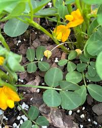 Image result for Arachis hypogaea