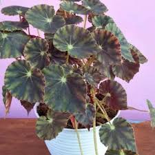 Maybe you would like to learn more about one of these? Tanaman Hias Begonia Tiger Paws Tanaman Bunga Hias Tiger Begonia Bowerae Shopee Indonesia