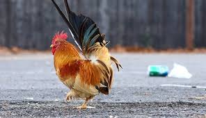 Sometime between 590 and 604 a.d., pope gregory i, took this a step farther, declaring that the rooster, emblem of st. How To Get Rid Of Feral Chickens Hobby Farms