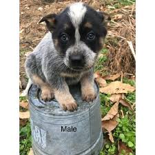 Australian cattle dog/blue heeler female, 9 weeks st joseph, missouri. Blue Heeler Puppies For Sale Near Me Cheap Online