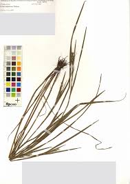 Image result for Scleria mikawana