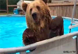 Cute Grizzly Bear Jumps Into Swimming Pool Beer Grizzly Gif Swimmingpool Chillout Interesting Animals Cute Animals Funny Animals