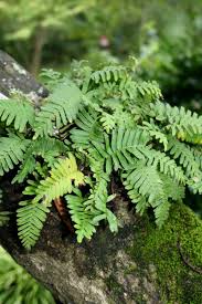 Image result for Pleopeltis polypodioides